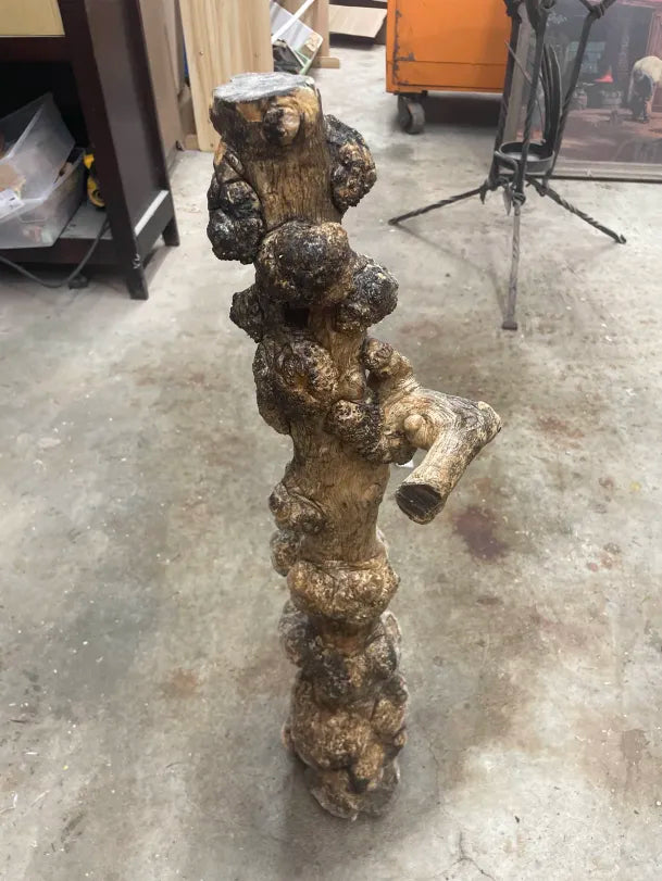 Indonesian Coffee Burl