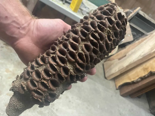 Bancksia Pod